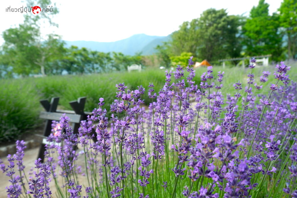 เที่ยวญี่ปุ่น ดอทคอม ทุ่งลาเวนเดอร์ที่งาน Fuji Kawaguchiko Herb